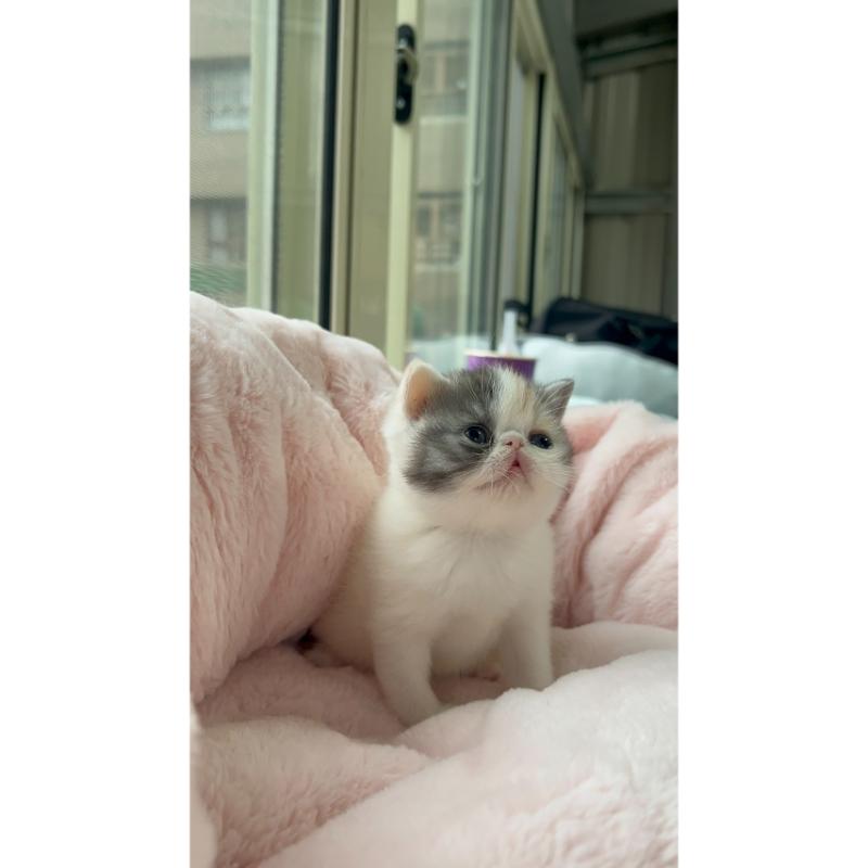 加菲貓妹妹 114/3/12 出生