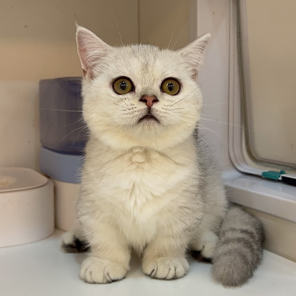 曼赤肯妹妹 4/28生