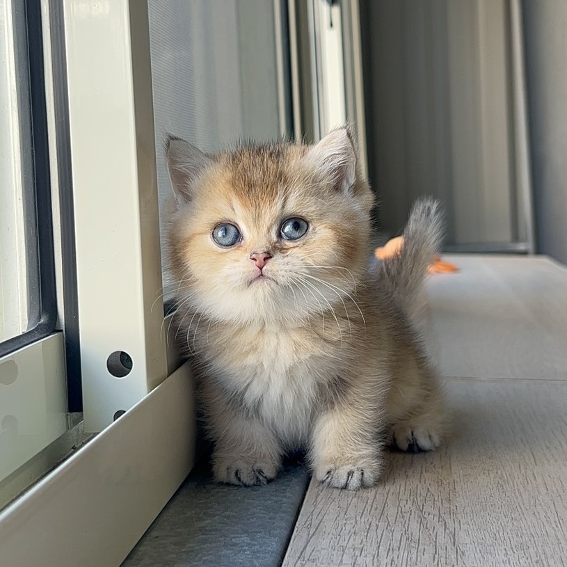 金漸層弟弟 5/16生