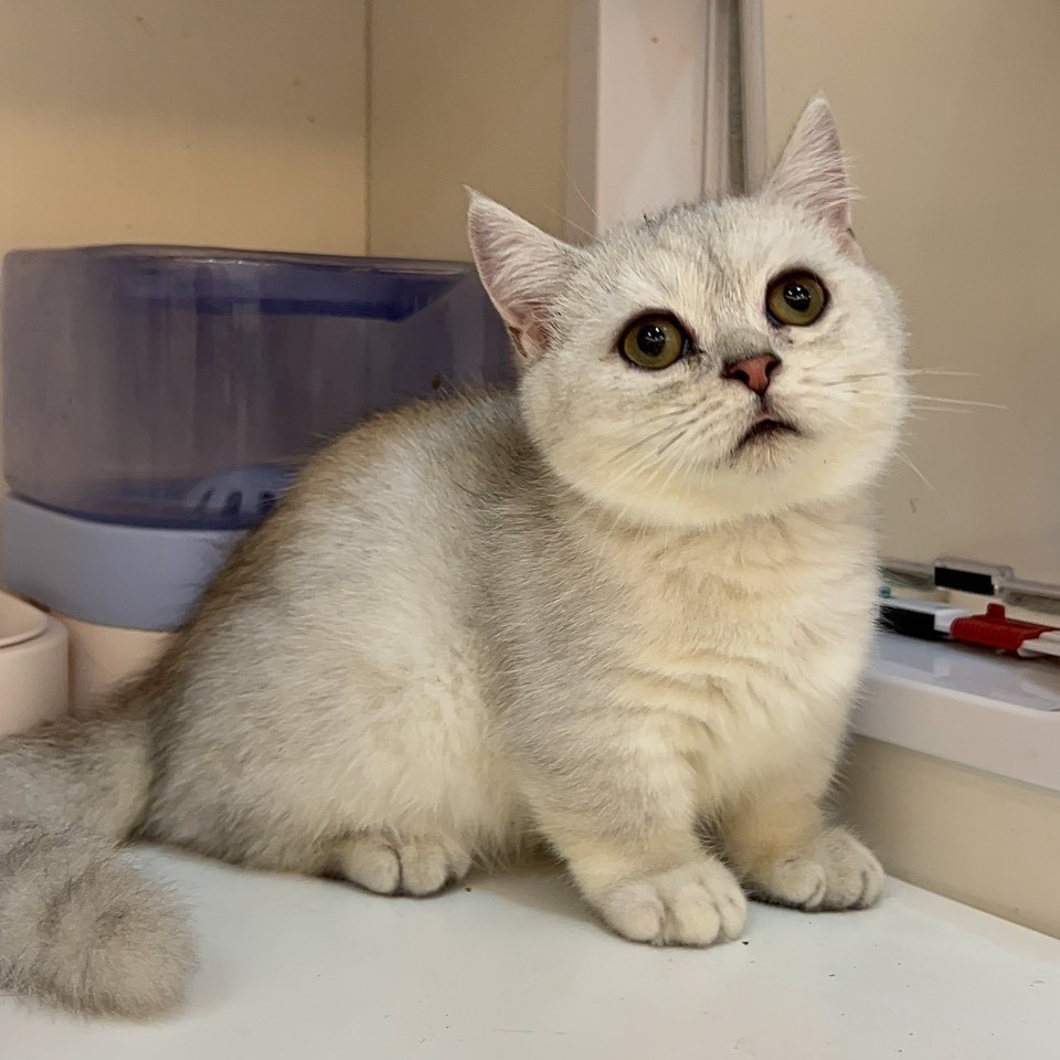 曼赤肯弟弟 4/28生