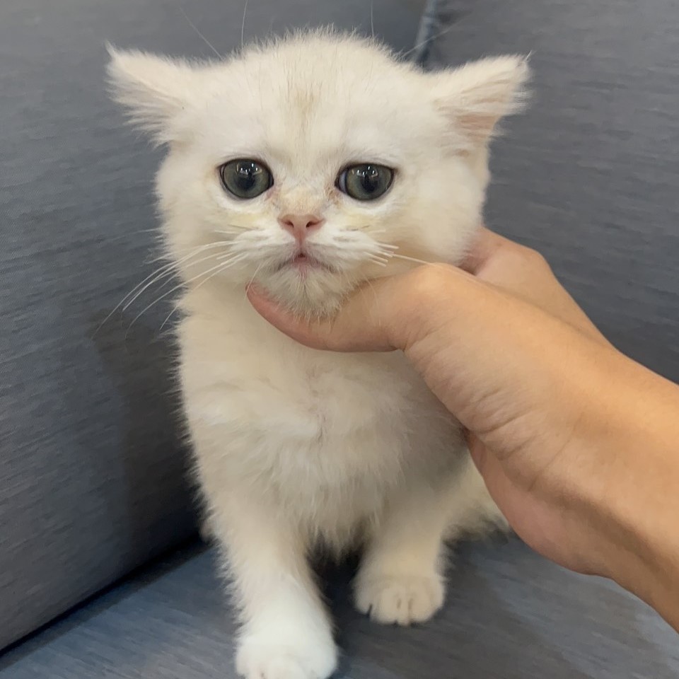 英短弟弟 4/28生