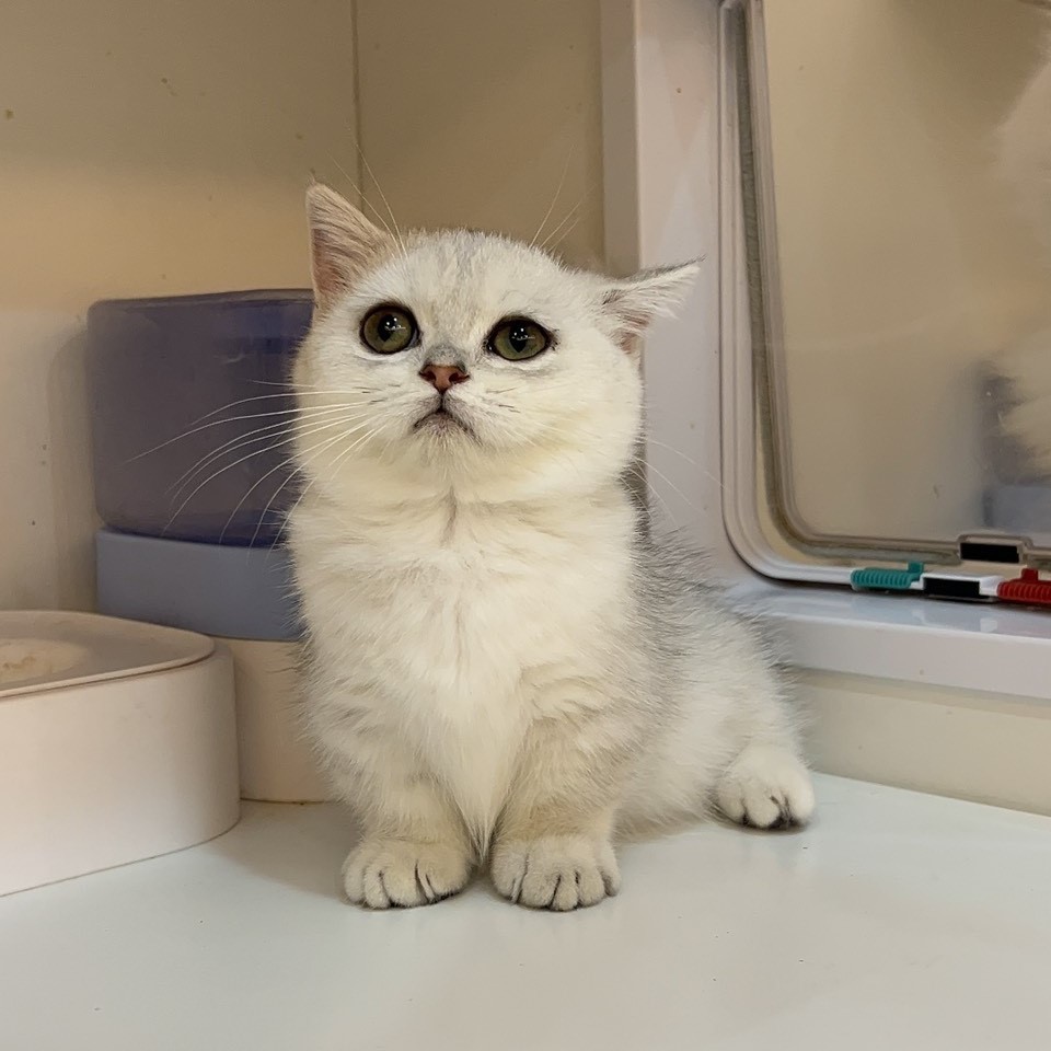 曼赤肯妹妹 4/28生