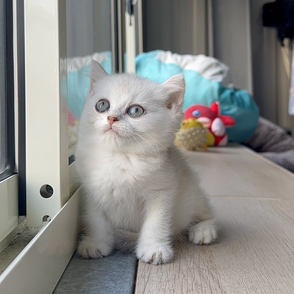 英短弟弟 7/10生