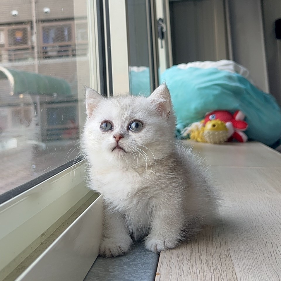 曼赤肯弟弟 7/10生