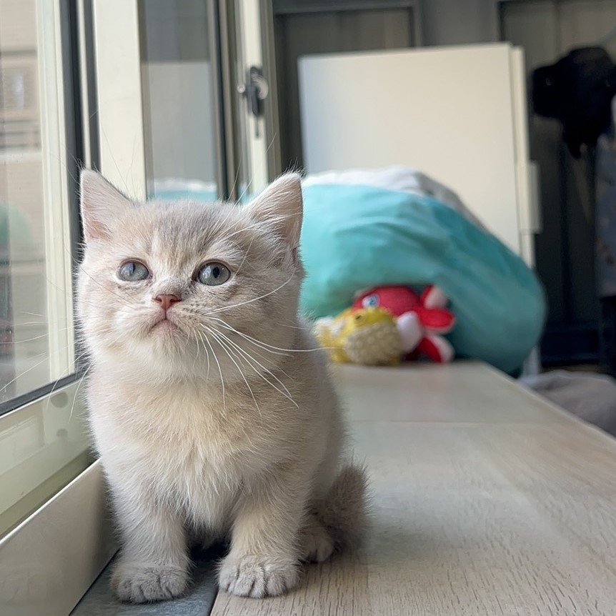 紫金滿背英短弟弟