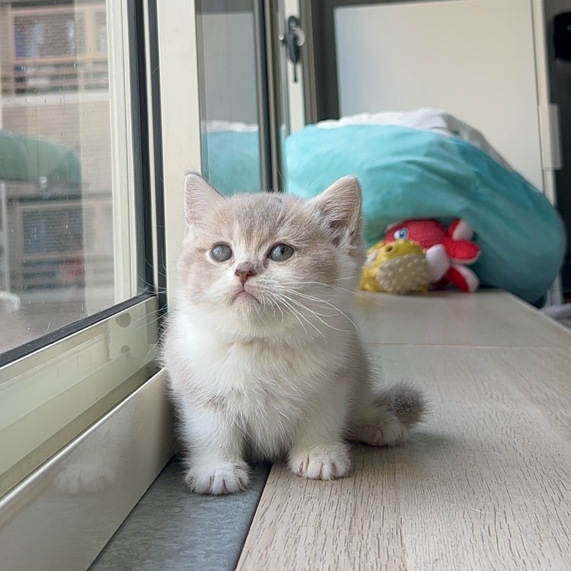 紫金加白 英短妹妹