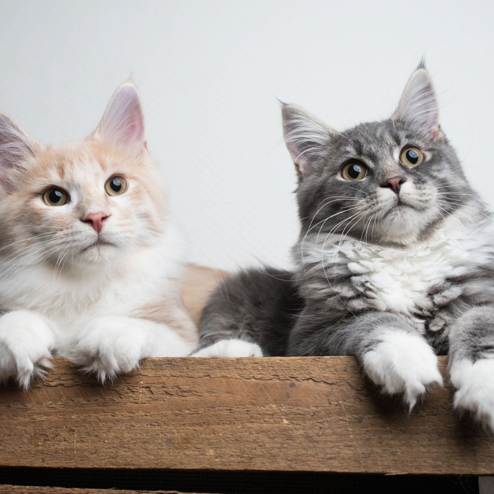 英短貓專賣/貓舍,台