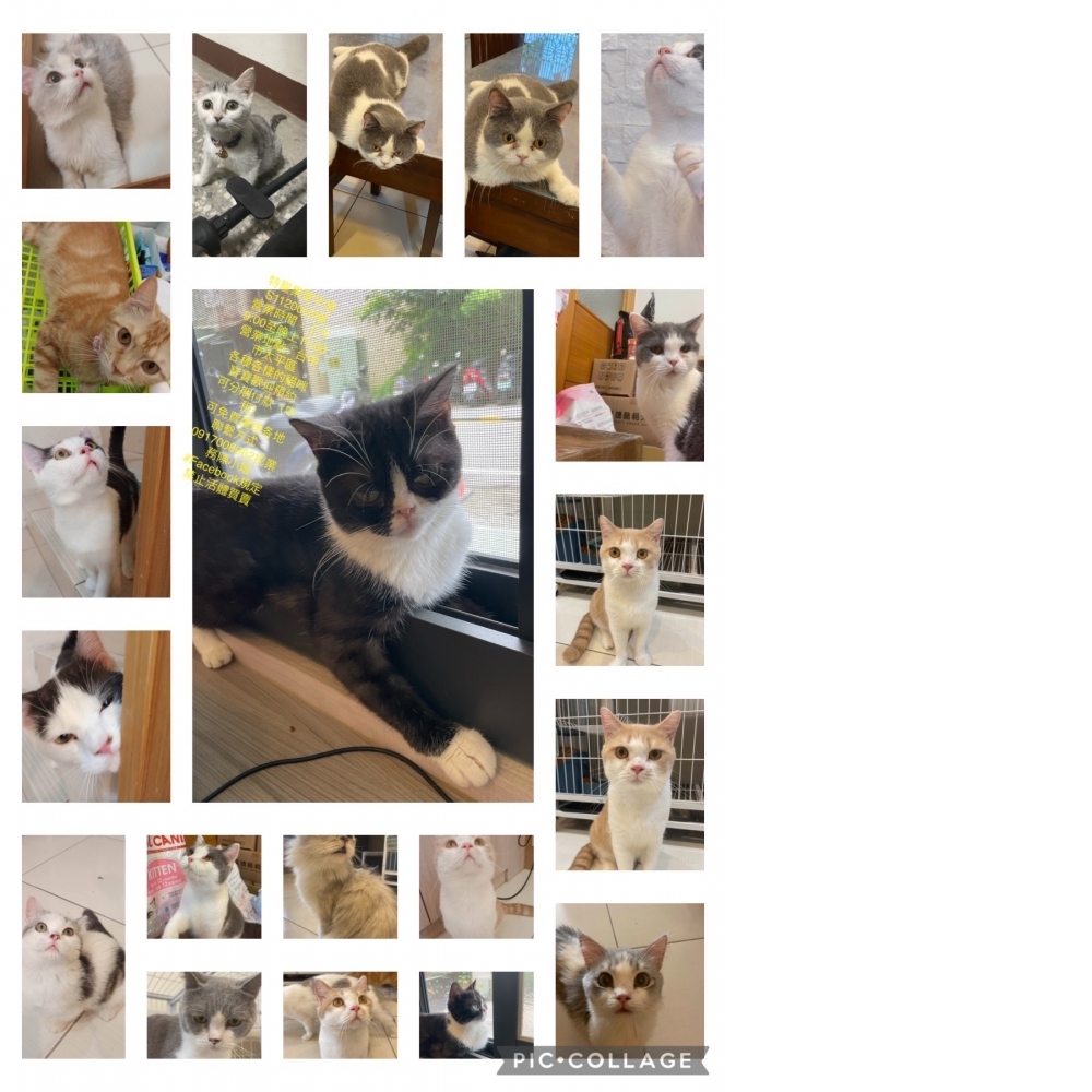 台中英短貓專賣