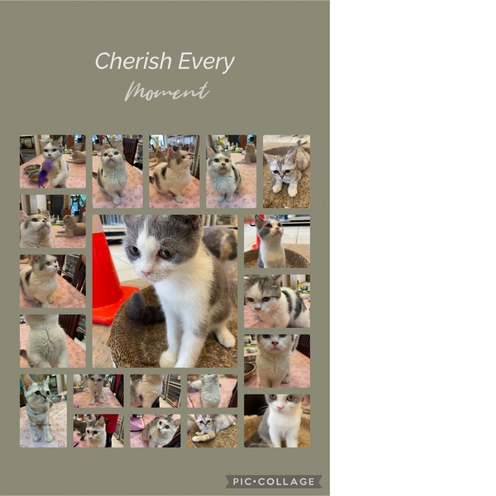 台中英短貓專賣