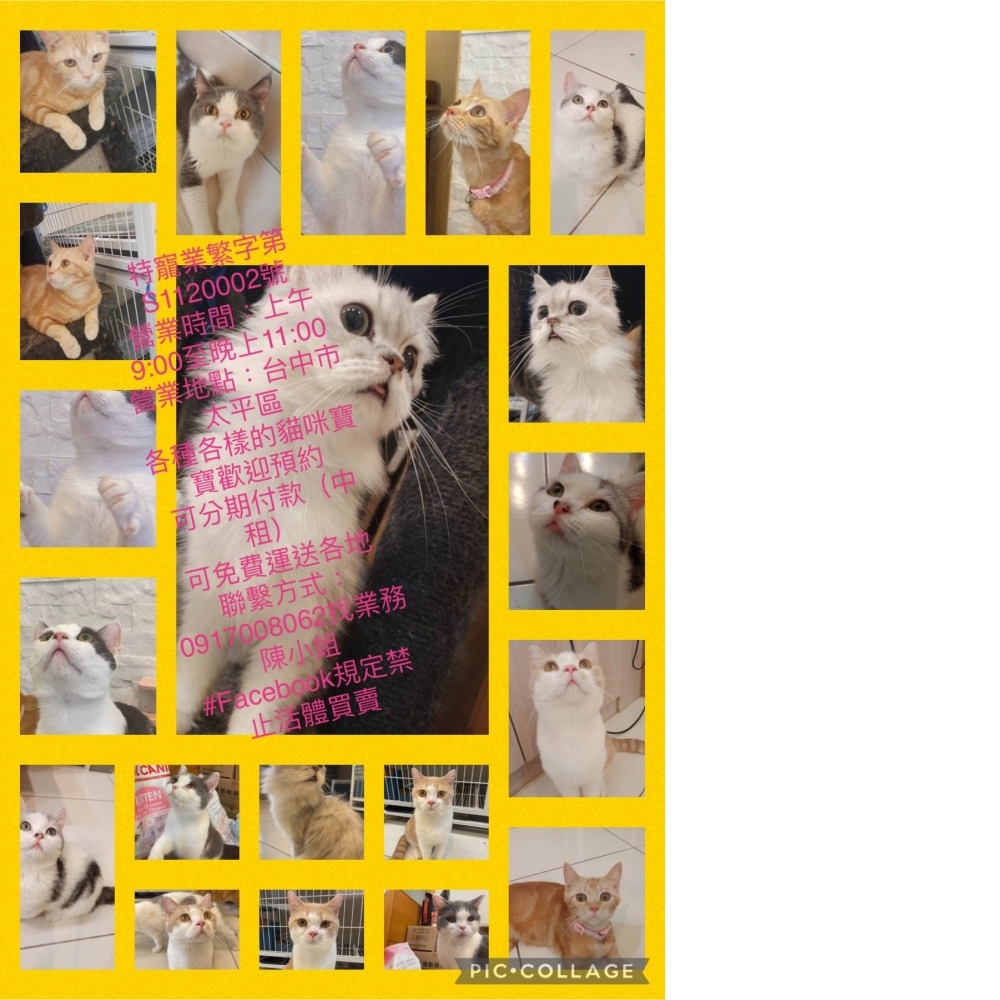 台中英短貓專賣