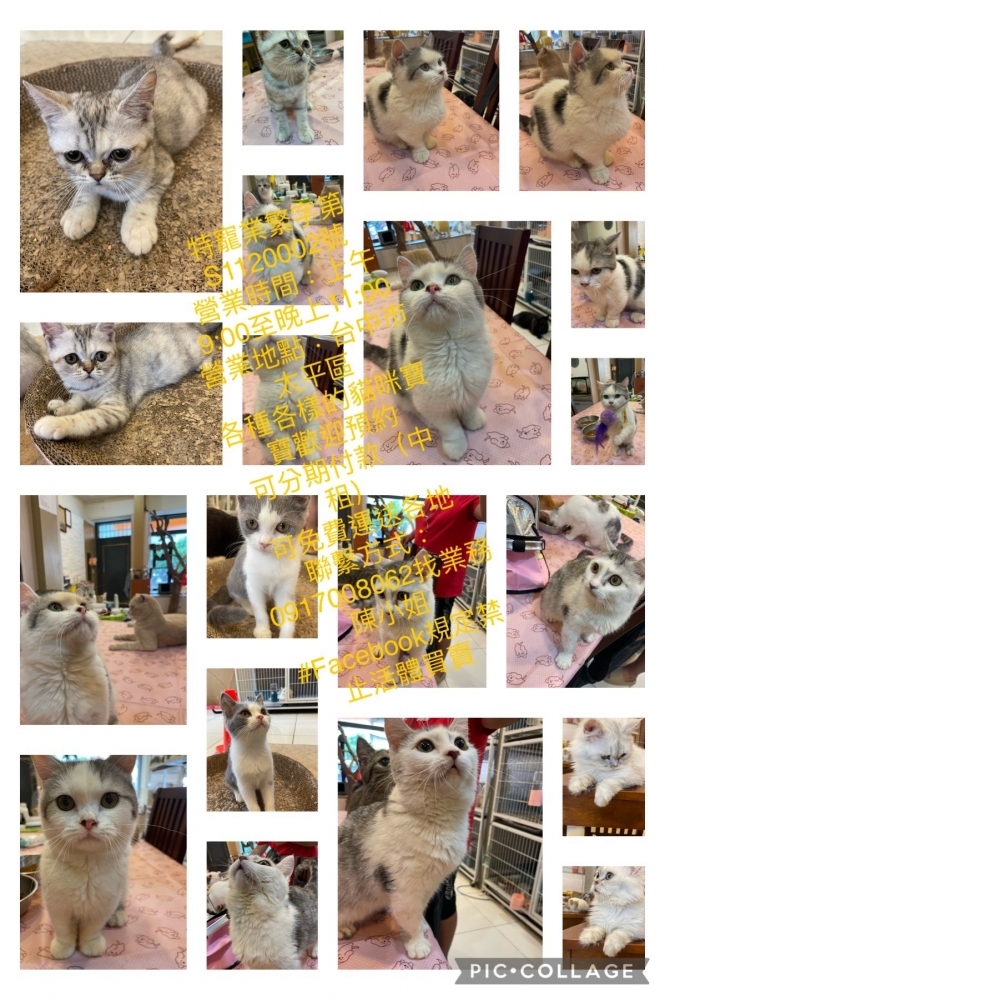台中英短貓專賣