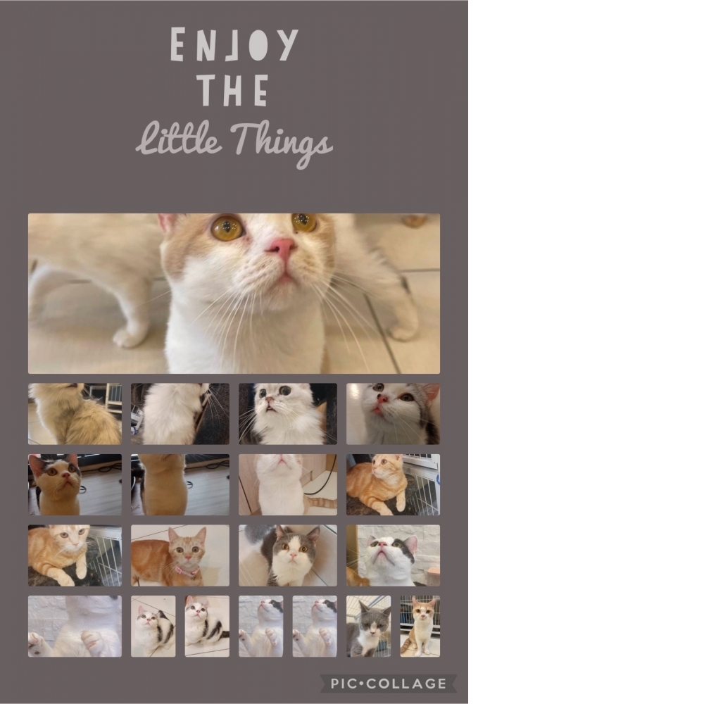 台中英短貓專賣