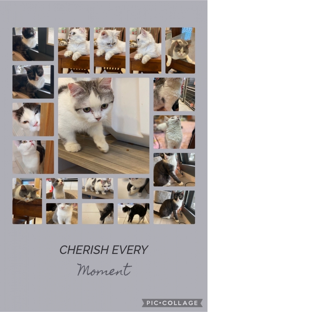 台中英短貓專賣