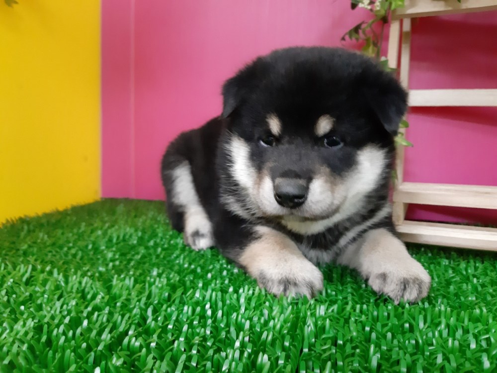 柴犬-寵物店推薦,三