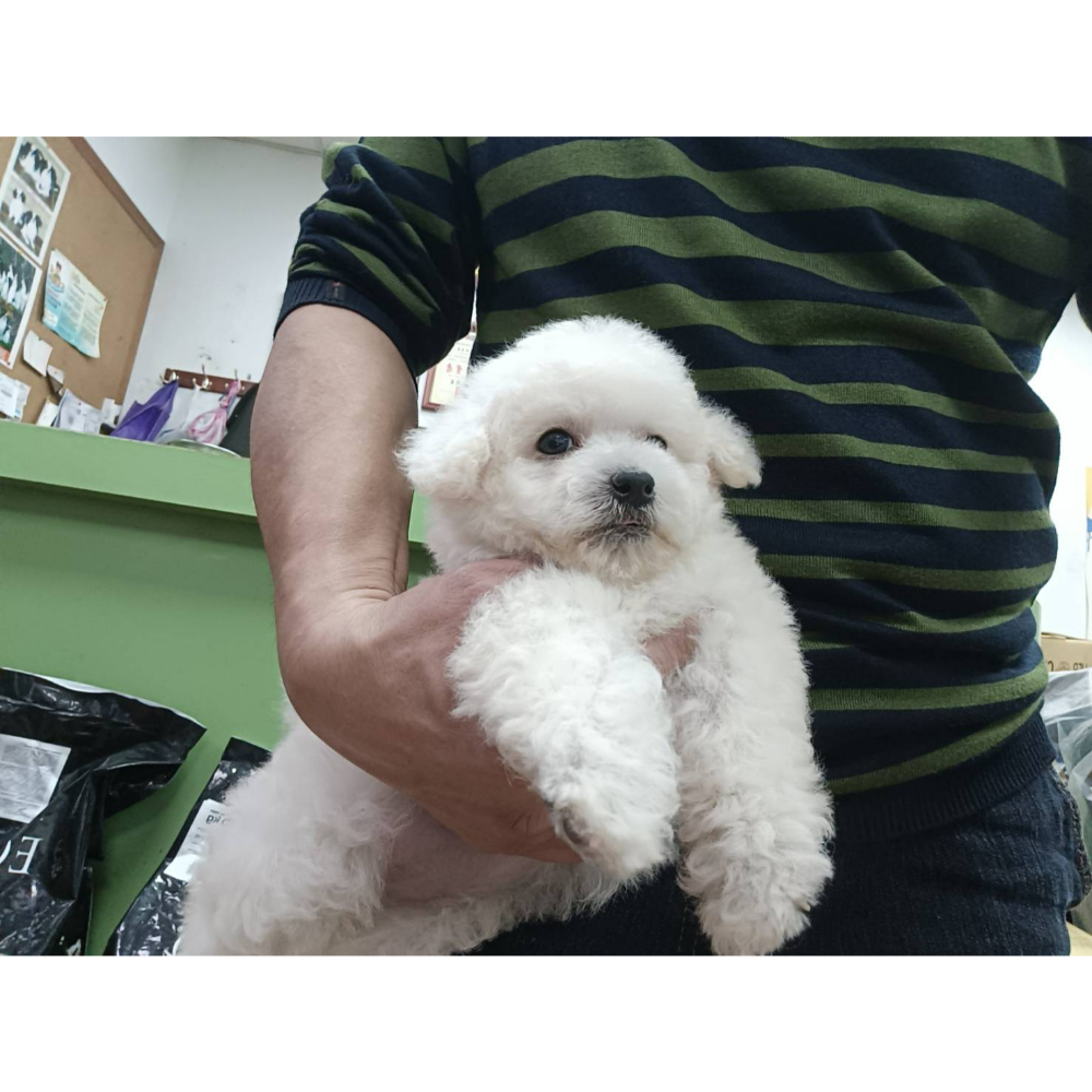比熊犬-寵物店推薦,台北犬舍推薦