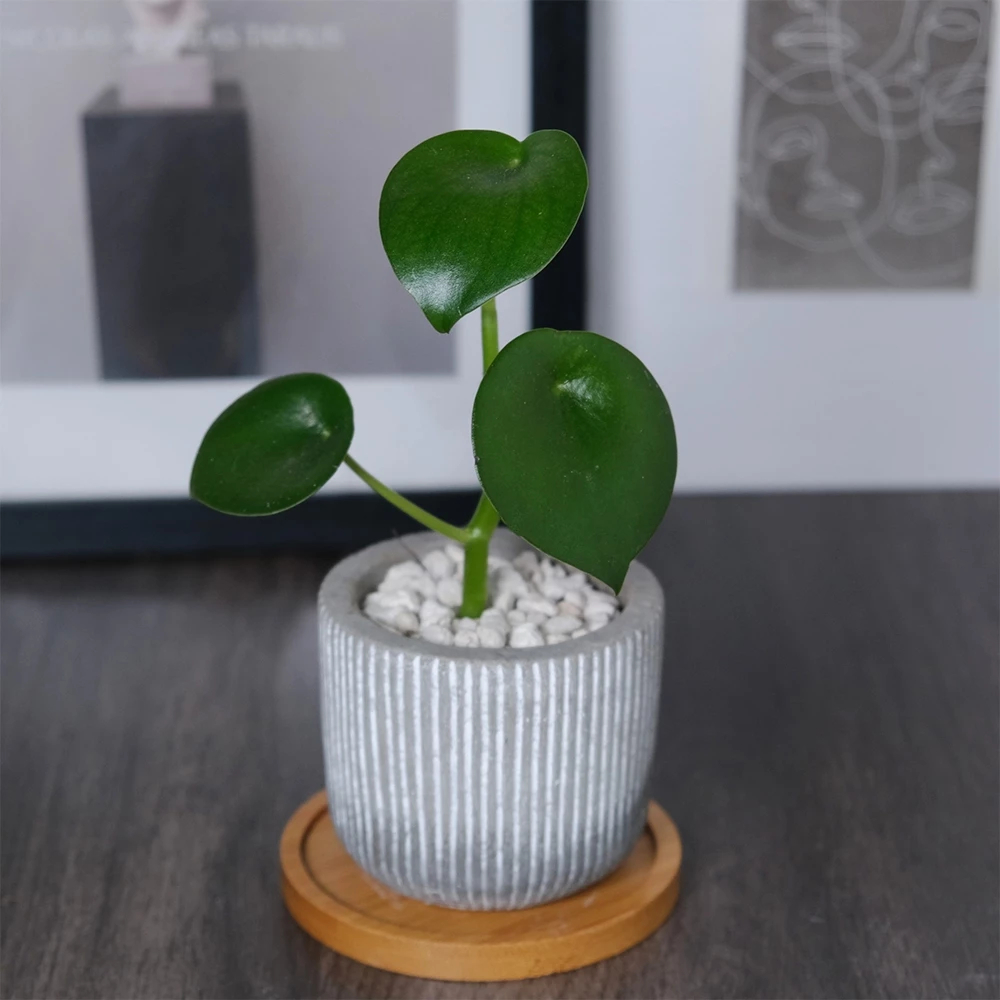 原植｜植物｜荷葉椒草·觀葉植物·室內植物·淨化空氣·草本植物·耐陰植物·辦公室盆栽·水泥盆
