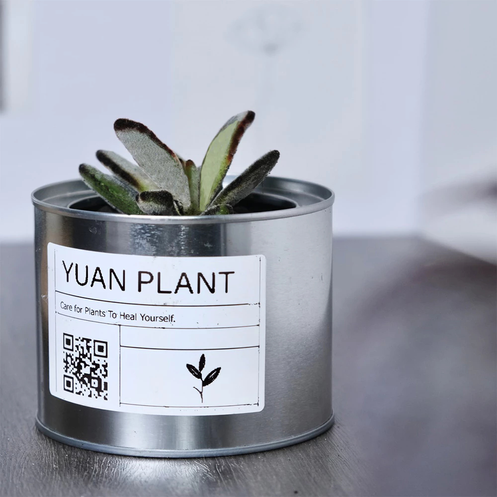 原植｜植物｜黑兔耳·