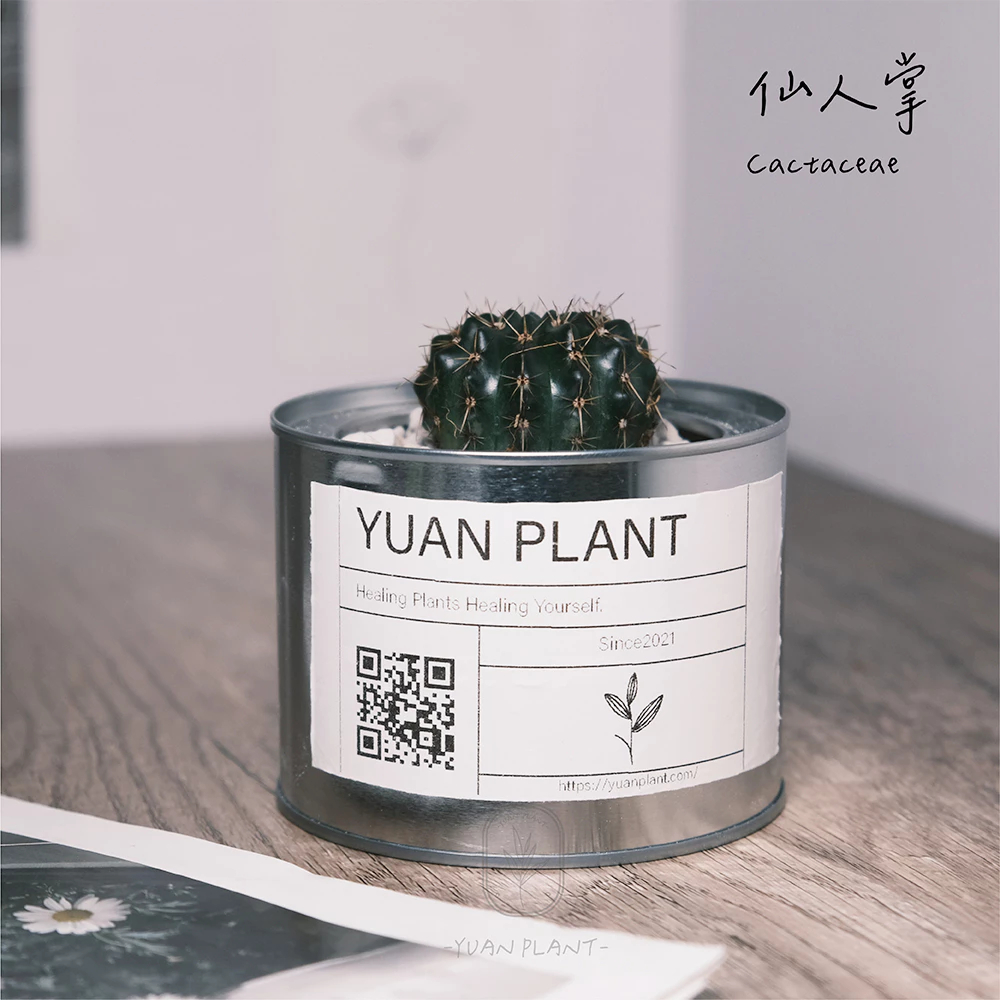 原植｜植物｜仙人掌·