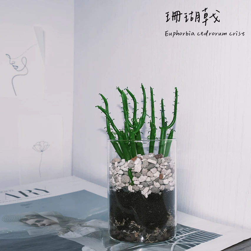 原植｜植物｜珊瑚大戟