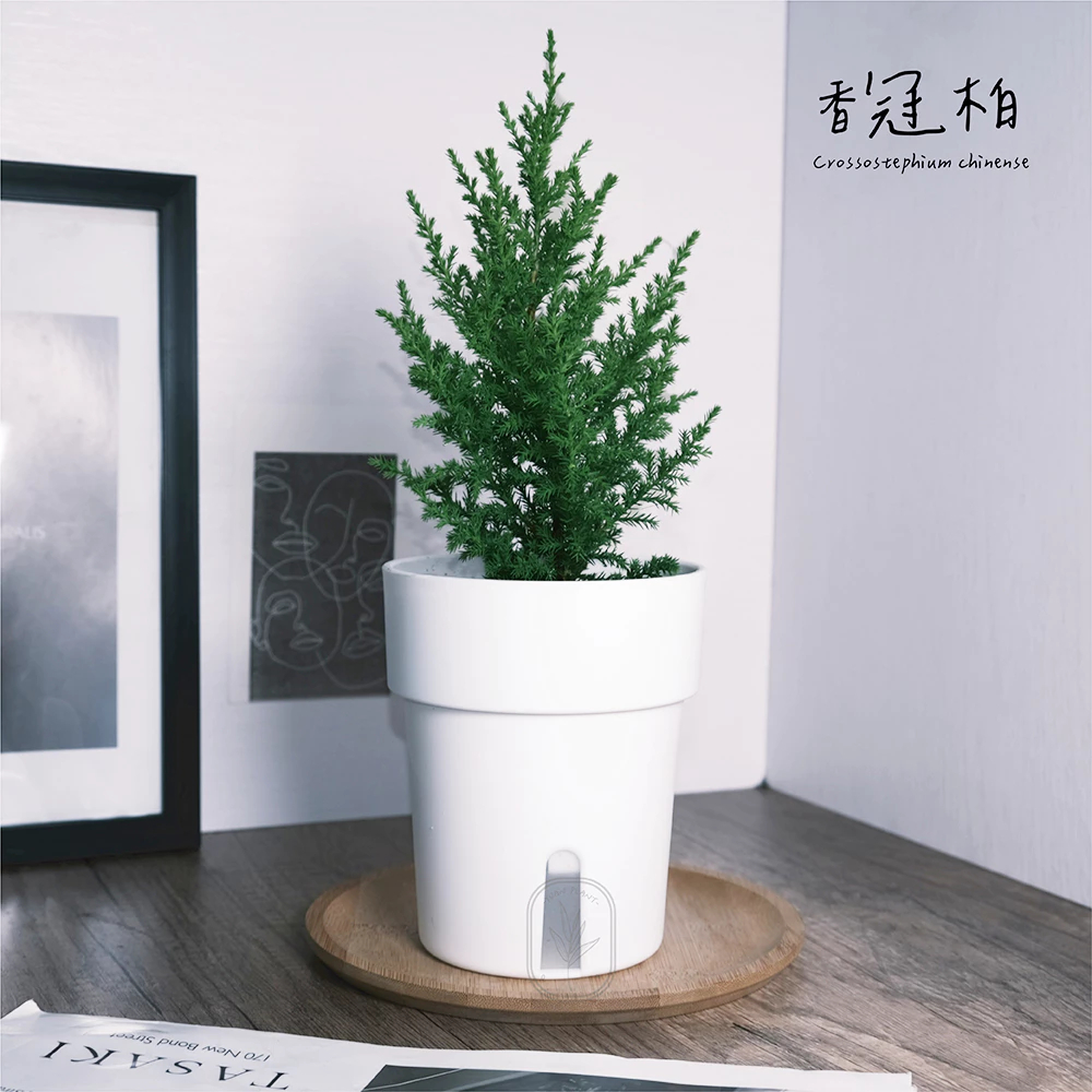 原植｜植物｜香冠柏·
