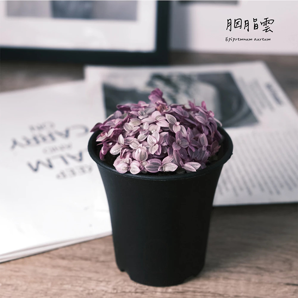 原植｜植物｜胭脂雲·
