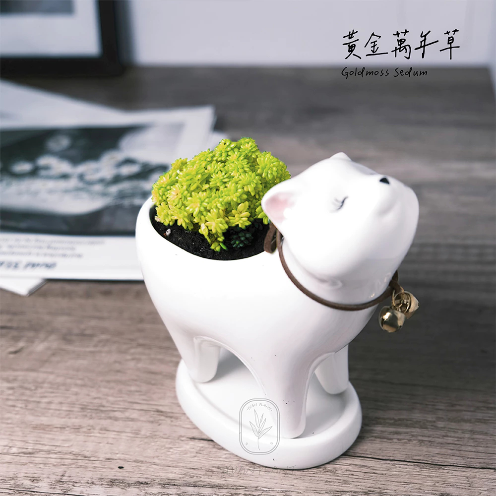 原植｜植物｜黃金萬年