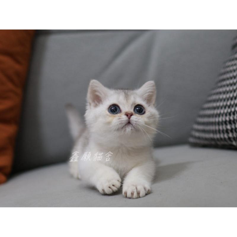 曼赤肯銀漸層弟弟