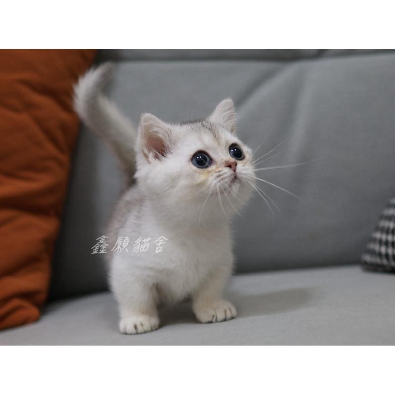 曼赤肯銀漸層弟弟