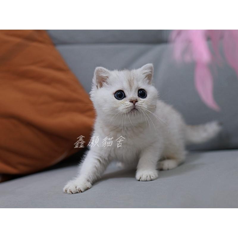 銀漸層英長弟弟