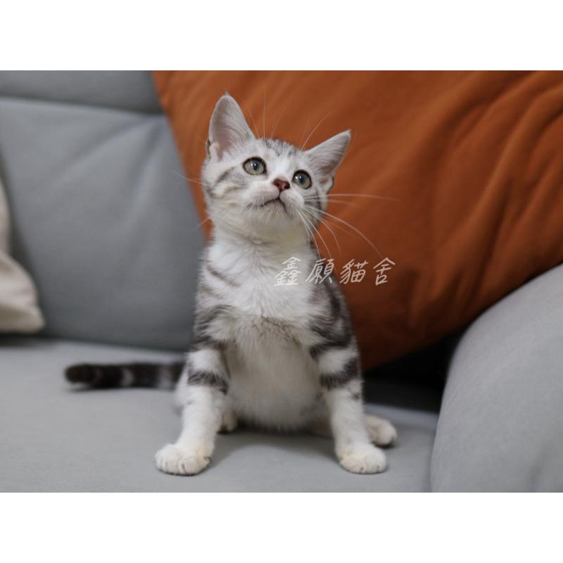 (已找到家)銀黑加白美短妹妹