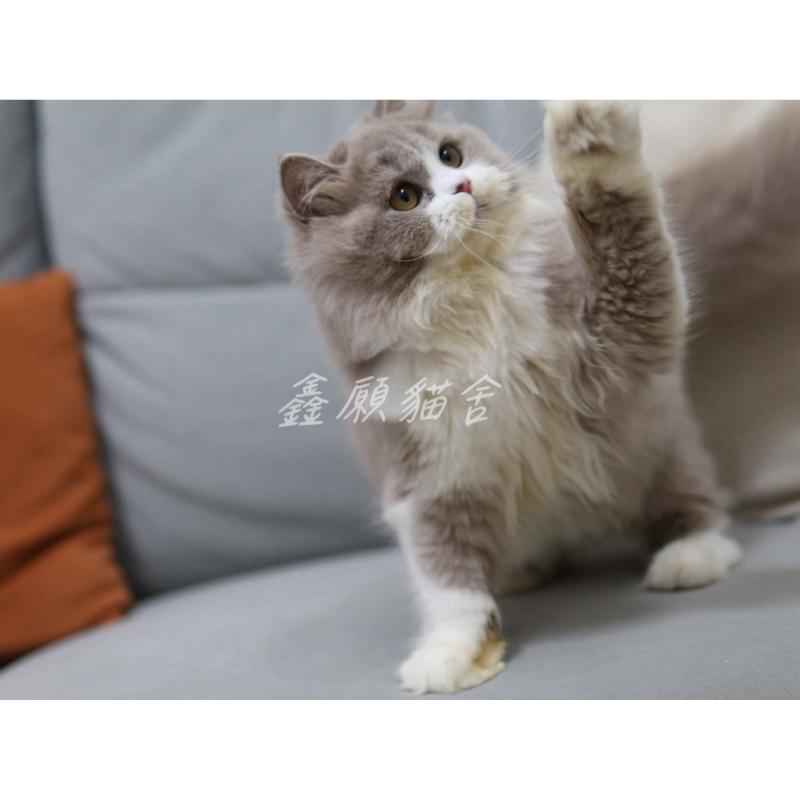 紫丁香賓士英長妹妹