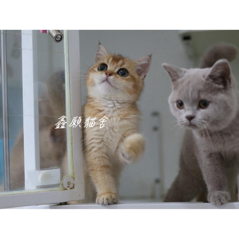 金漸層NY11英短妹妹