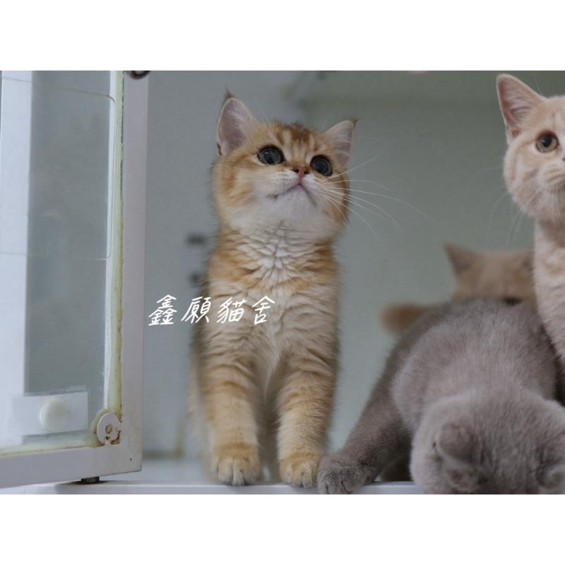 金漸層NY11英短妹妹