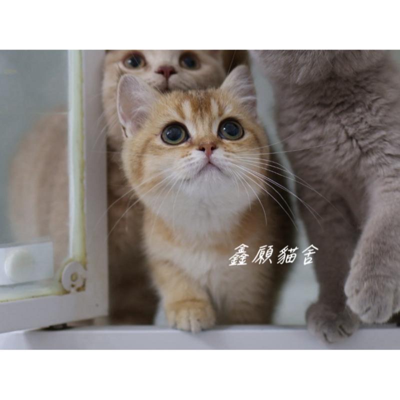 金漸層NY11英短妹妹