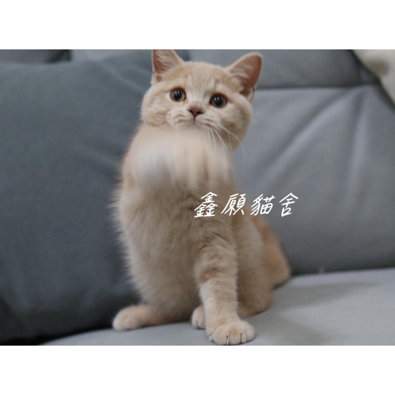 (已找到家)奶油色英短弟弟