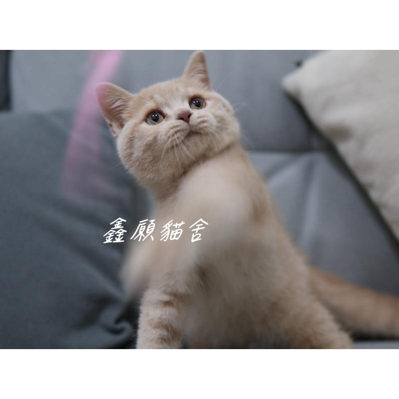 (已找到家)奶油色英短弟弟