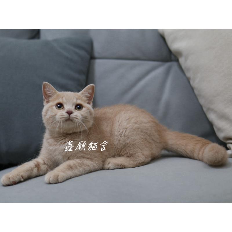 (已找到家)奶油色英短弟弟