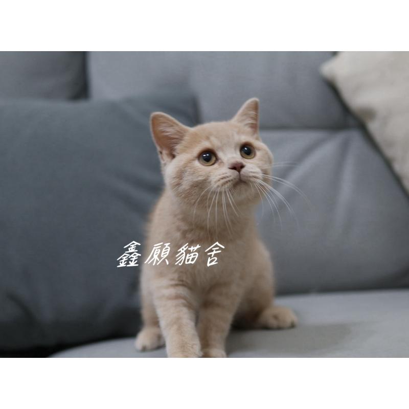 奶油色英短弟弟