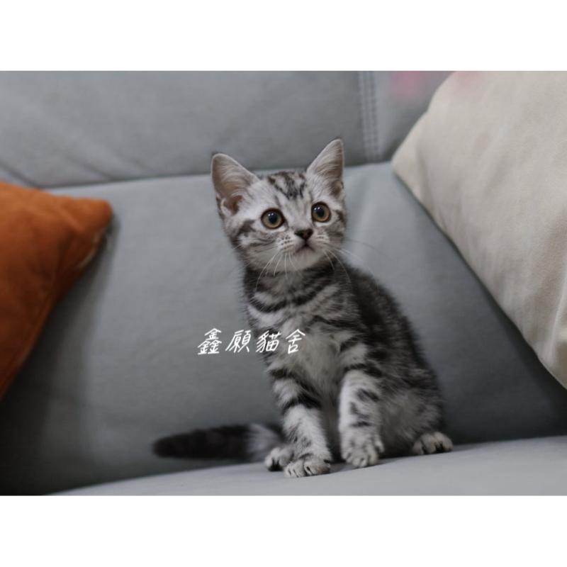 銀黑色美短妹妹