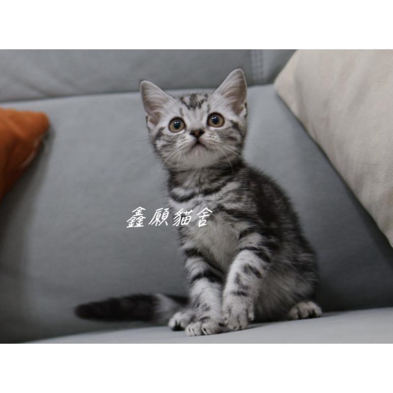 銀黑色美短妹妹