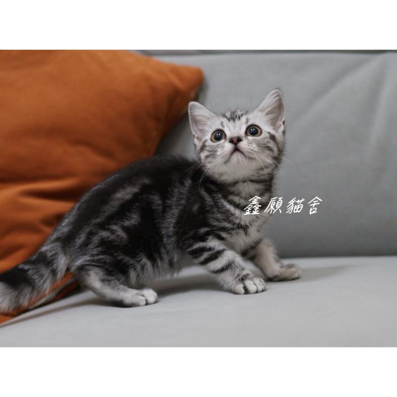 銀黑色美短妹妹