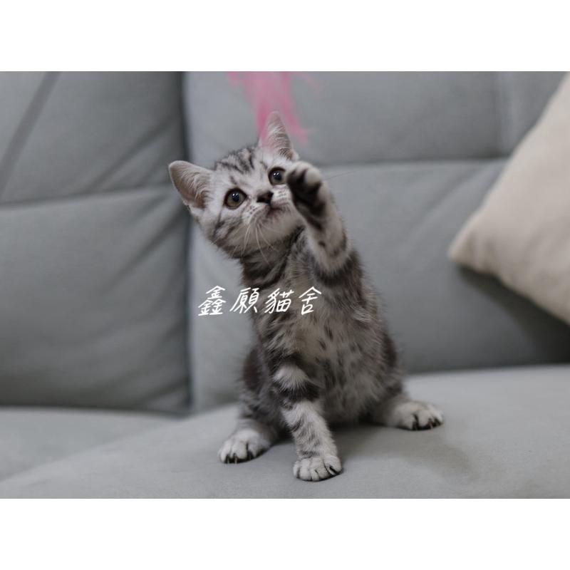 (已找到家)銀黑色美短妹妹