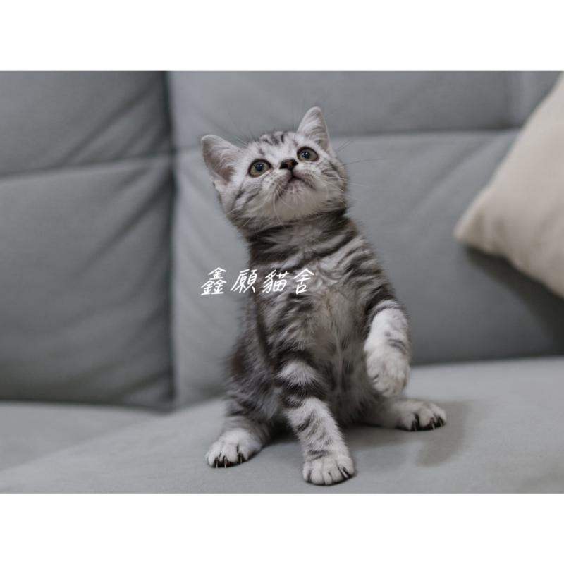 (已找到家)銀黑色美短妹妹