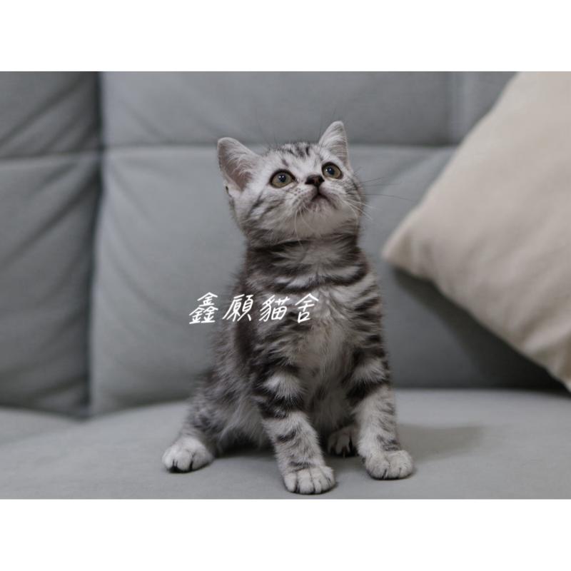 (已找到家)銀黑色美短妹妹