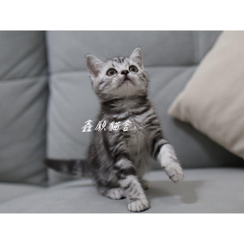 (已找到家)銀黑色美短妹妹