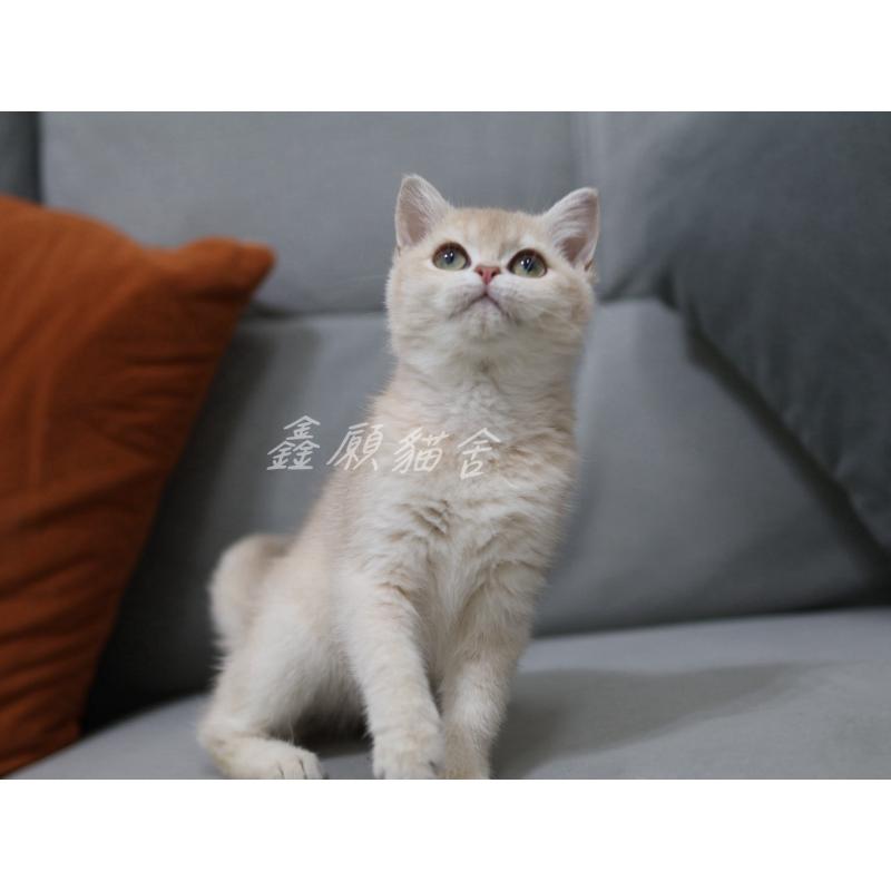 紫金漸層英短妹妹