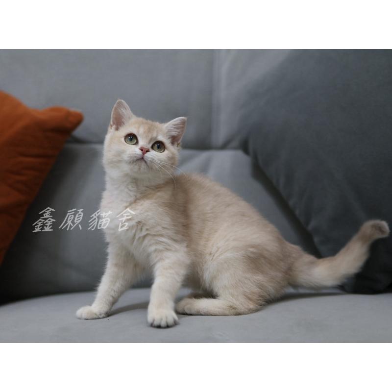 紫金漸層英短妹妹