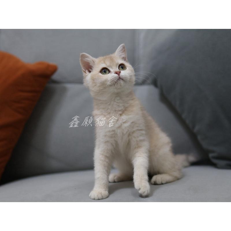 紫金漸層英短妹妹