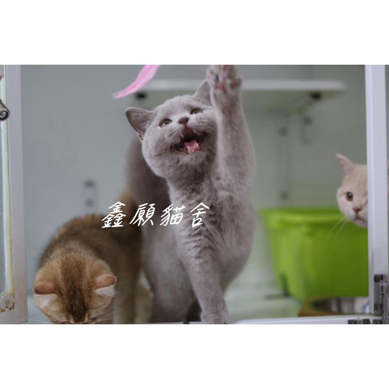 紫丁香英短弟弟