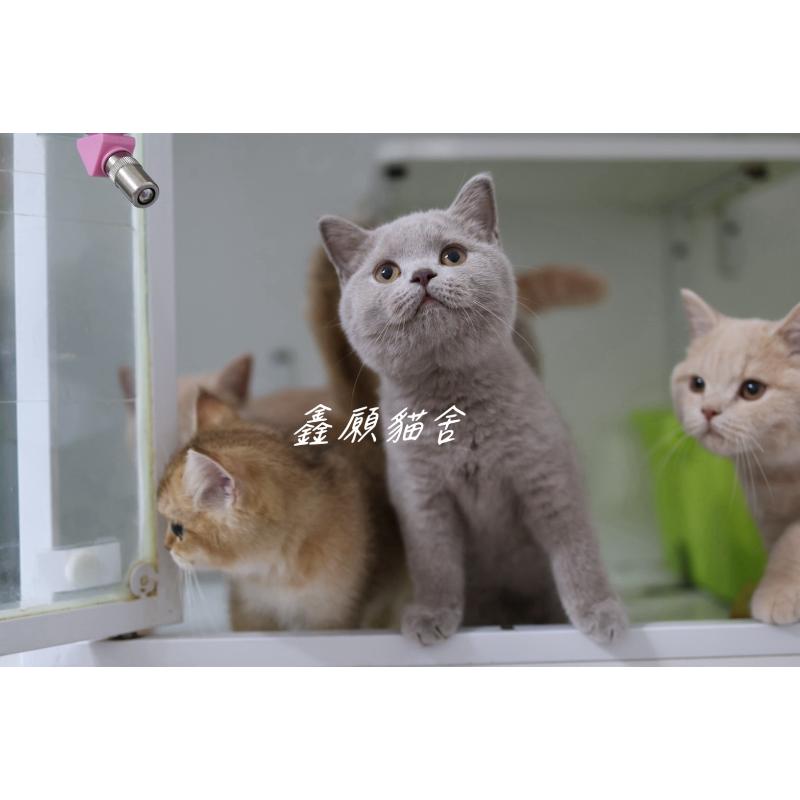 紫丁香英短弟弟